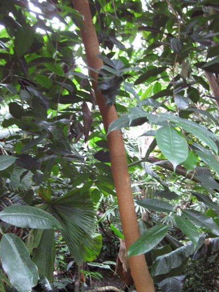File:IMG 1102 bbg09.jpg