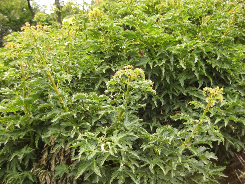 File:IMG 1417 bbg09.jpg