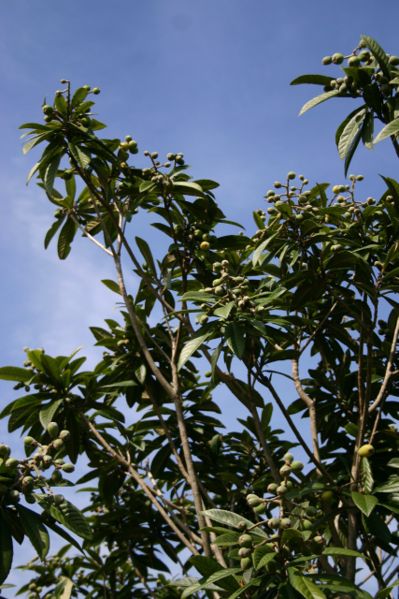 File:Loquat2.jpg