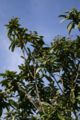 Foliage and unripe fruit
