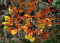Nothofagus gunnii