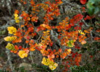 Nothofagus gunnii, the Deciduous Beech