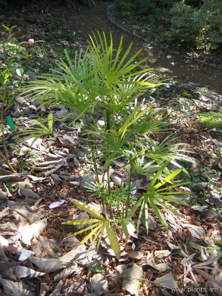 File:Rhapsis multipida-IMG 7651 sfbg0308.jpg