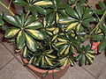 Schefflera arboricola