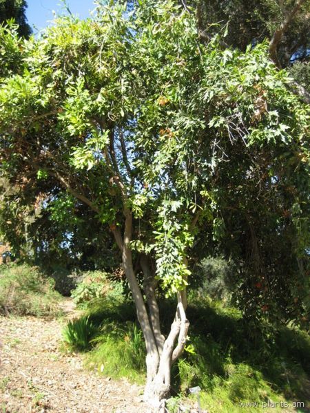 File:Stenocarpus sinuatus-IMG 0813 hunt07.jpg