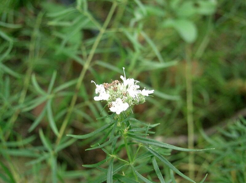 File:1024px-Artemisia dracunculus3.jpg