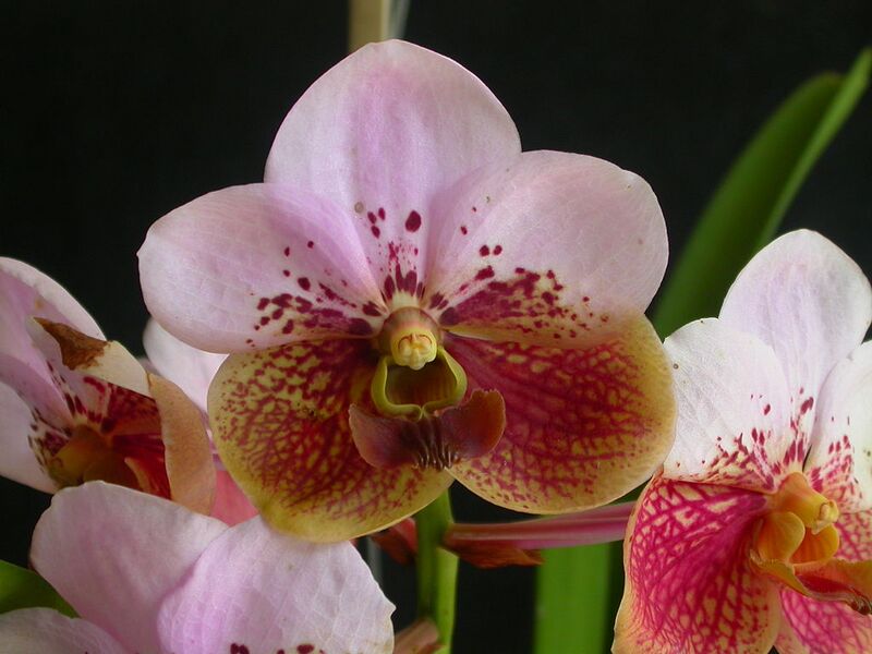File:1024px-Euanthe sanderiana.jpg