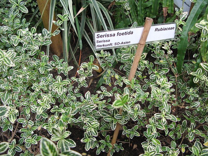 File:1024px-Junischnee (Serissa japonica) - SO-Asien.JPG