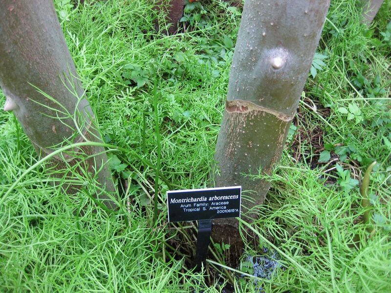 File:1280px-IMG 1009 bbg09.jpg