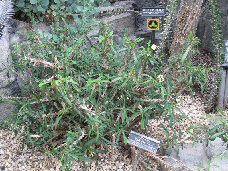 File:1280px-IMG 1250 bbg09.jpg