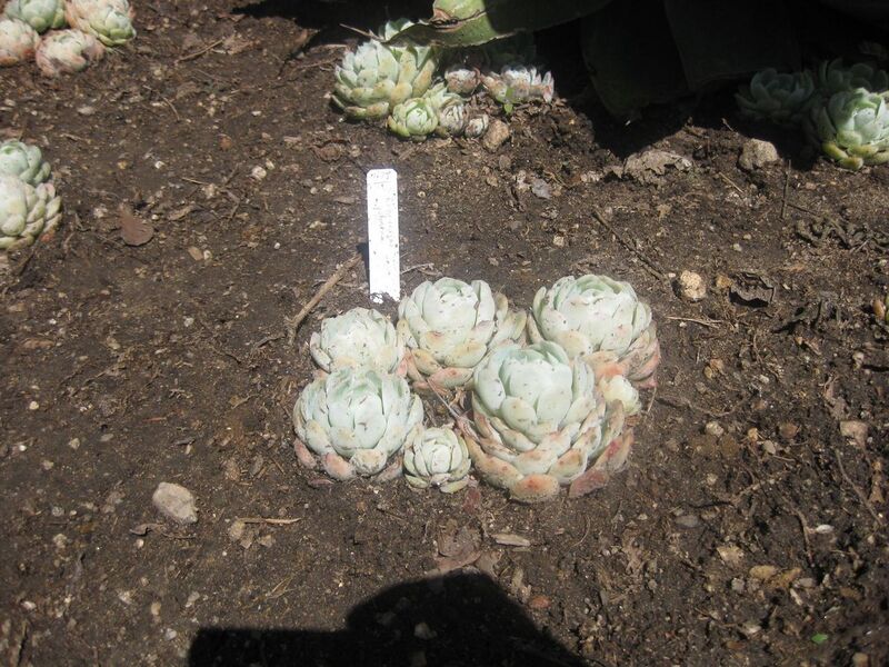 File:1280px-IMG 2176 hunt0903.jpg