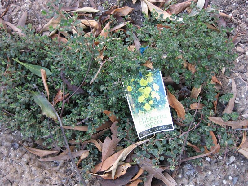 File:1280px-IMG 2749 ucla09.jpg