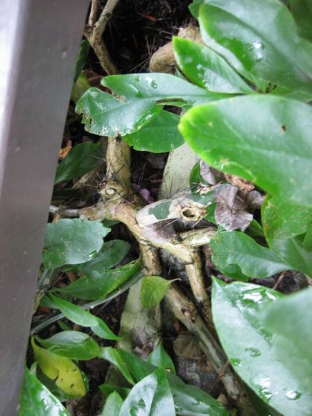 File:576px-IMG 0955 bbg09.jpg