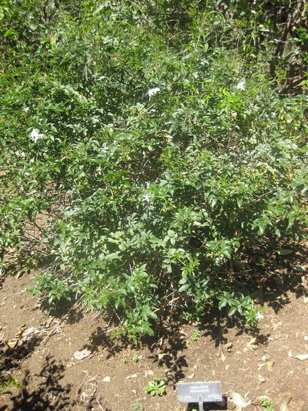 File:576px-IMG 1972 hunt0903.jpg