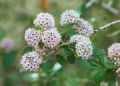 Flowers of Ceanothus cuneatus