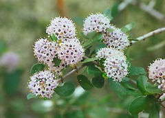 Flowers of Ceanothus cuneatus
