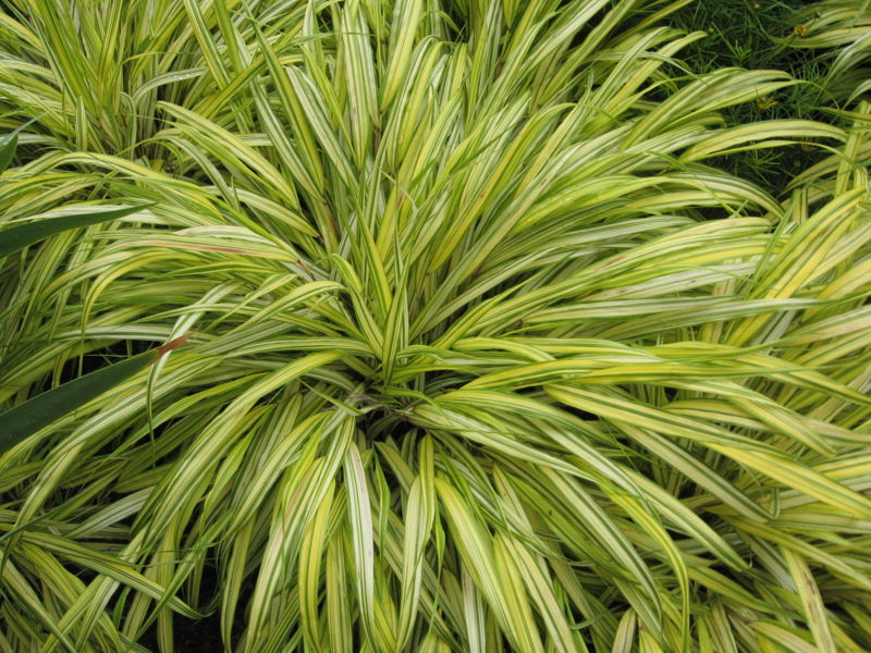 File:Hakonechloa macra (Alboaurea).jpg