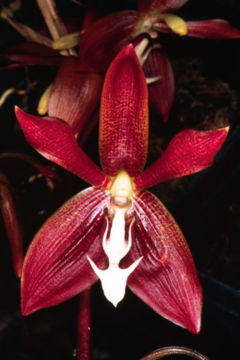 Houlletia odoratissima