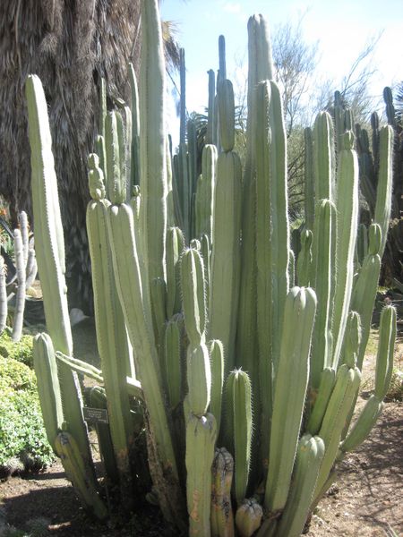 File:IMG 2162 hunt0903.jpg