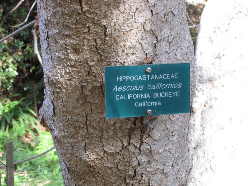 File:IMG 2447 ucla09.jpg