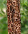 trunk