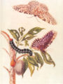 Painting of butterfly life cycle