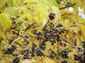 Thumbnail for version as of 12:33, 7 November 2007