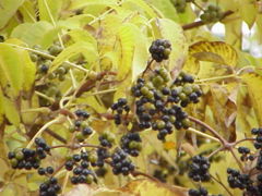 Phellodendron amurense