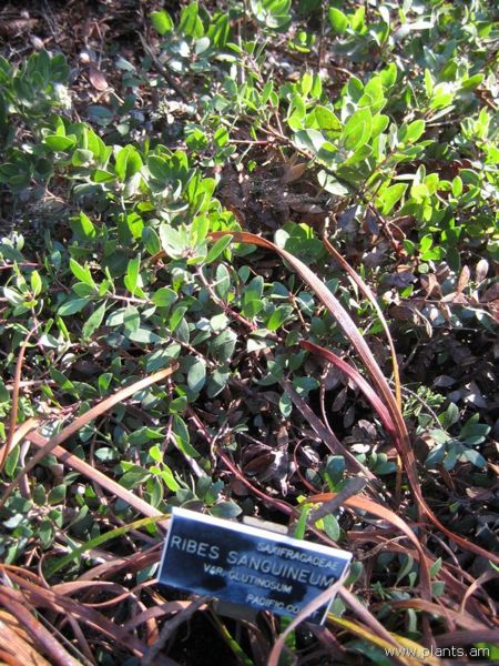 File:Ribes sanguineum-var. glutinosum-IMG 7872 sfbg0308.jpg