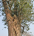 trunk with ficus strangling it