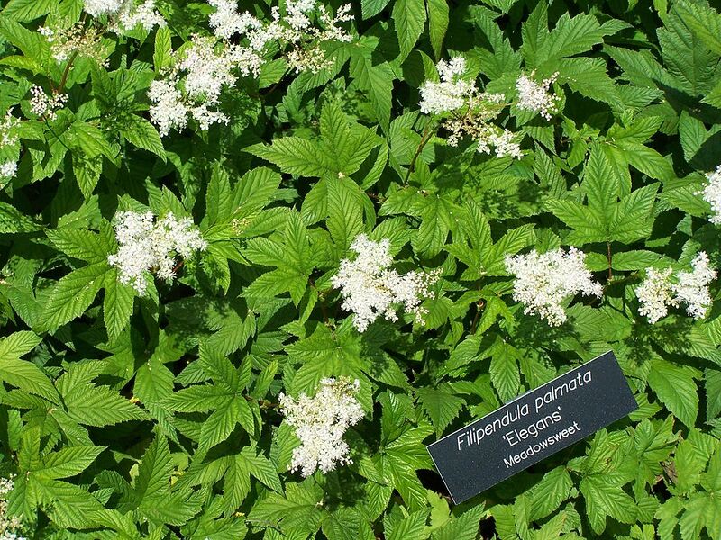 File:1024px-Filipendula palmata meadowsweet MN 2007.JPG