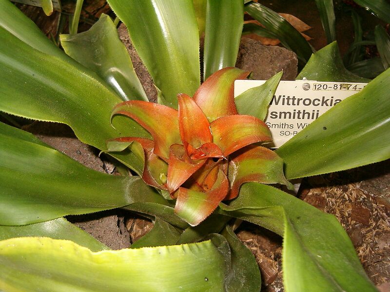 File:1024px-Nidularium amazonicum Wittrockia smithii HabitusYoungInflorescence BotGardBln0906.JPG