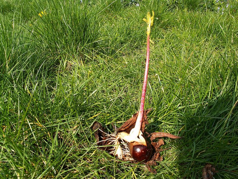 File:1280px-Aesculus hippocastanum PICT3472.jpg