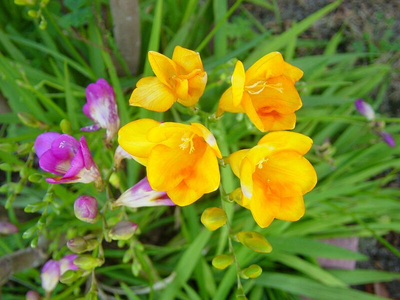 File:1280px-Freesias 4-7989.jpg