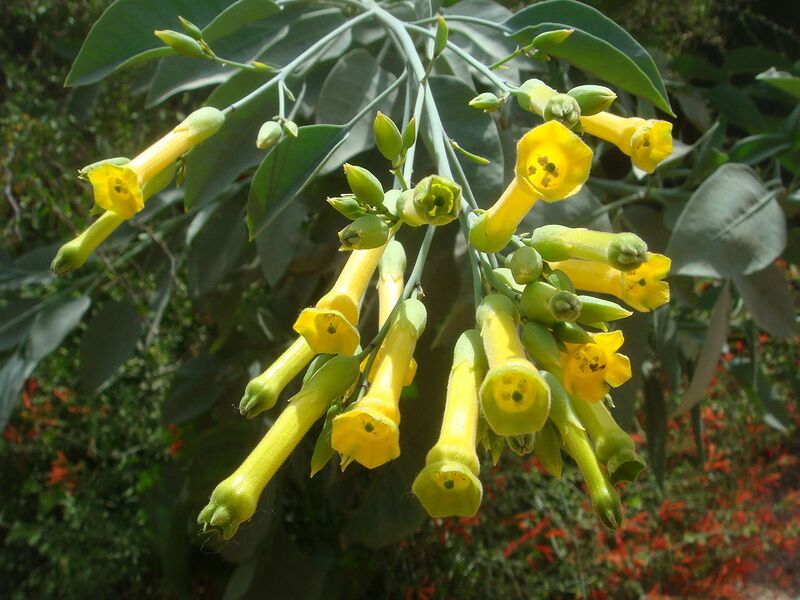 File:1280px-Nicotiana-glauca-20080330.JPG