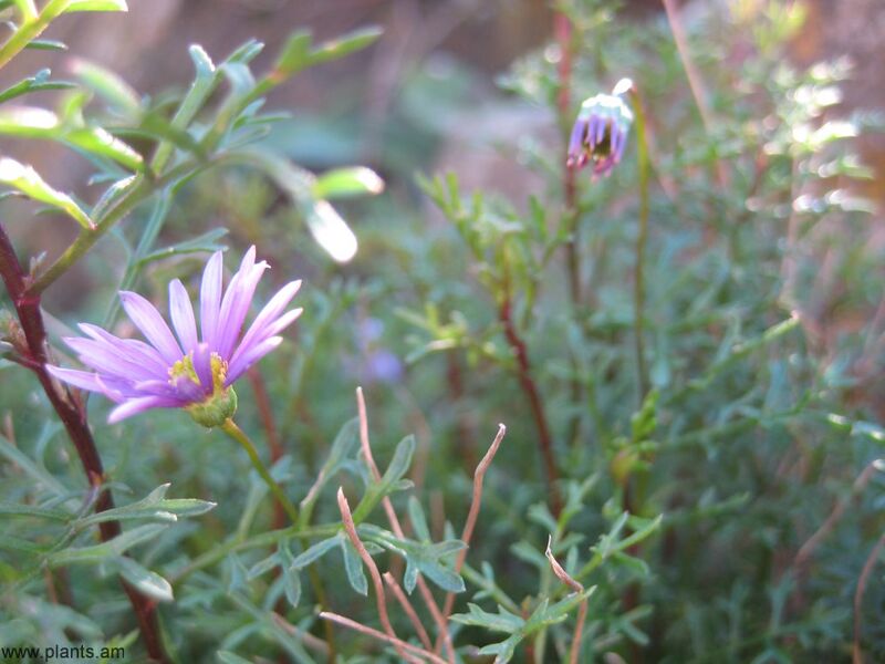 File:20080224172709!Brachycome-metallic blue-mini outback daisy-IMG 6900.JPG