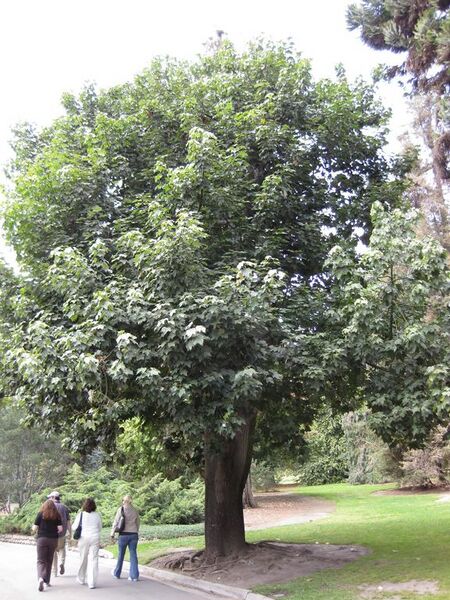 File:576px-IMG 4467 hunt0904.jpg