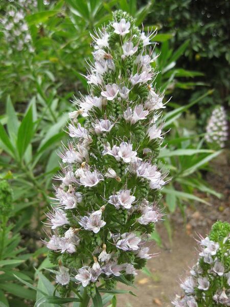 File:576px-IMG 4969 hunt0904.jpg