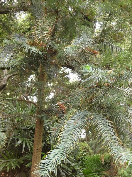 File:576px-IMG 7249 hunt09jun.jpg