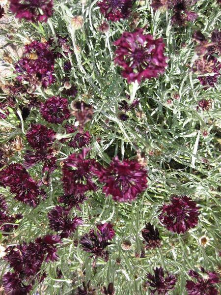 File:576px-IMG 7669 hunt09jun.jpg