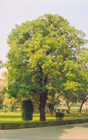 Indian Devil tree (Alstonia scholaris)
