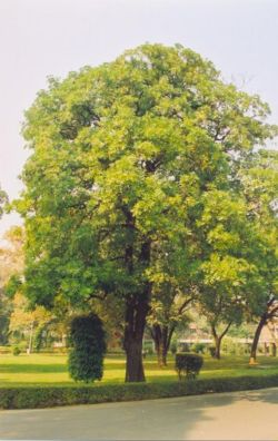 Indian Devil tree (Alstonia scholaris)