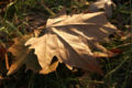 Thumbnail for version as of 04:41, 27 May 2007