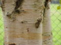 Paper Birch bark