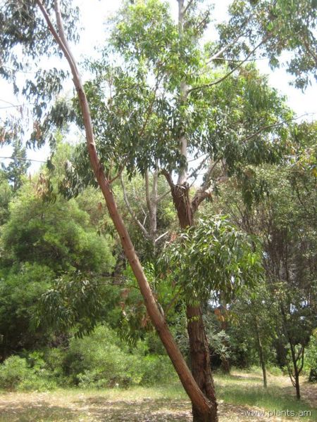 File:Eucalyptus eugenoides-IMG 3044 lokrun.jpg