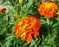 Thumbnail for version as of 01:08, 19 February 2008