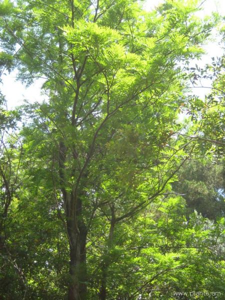 File:Grevillea robusta-IMG 2924 lokrun.jpg