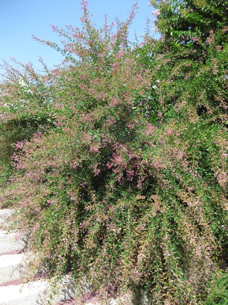 File:IMG 0315 nybg09.jpg