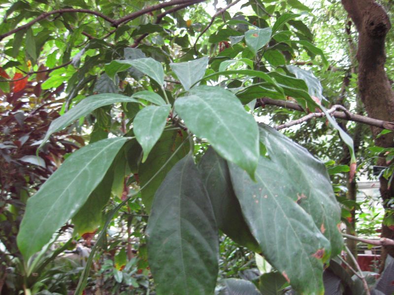 File:IMG 1122 bbg09.jpg