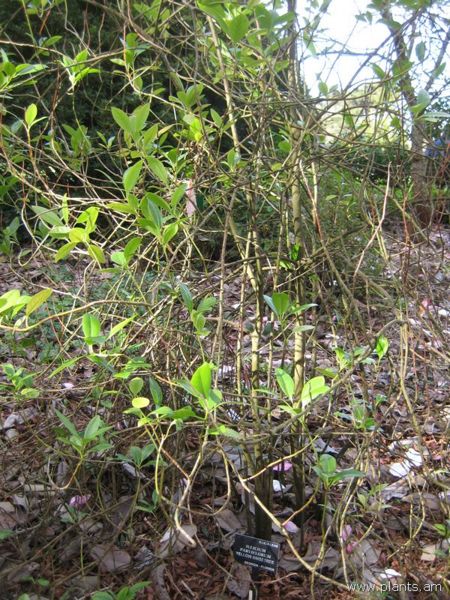 File:Illicium parviflorum-yellow anisetree-IMG 7430 sfbg0308.jpg